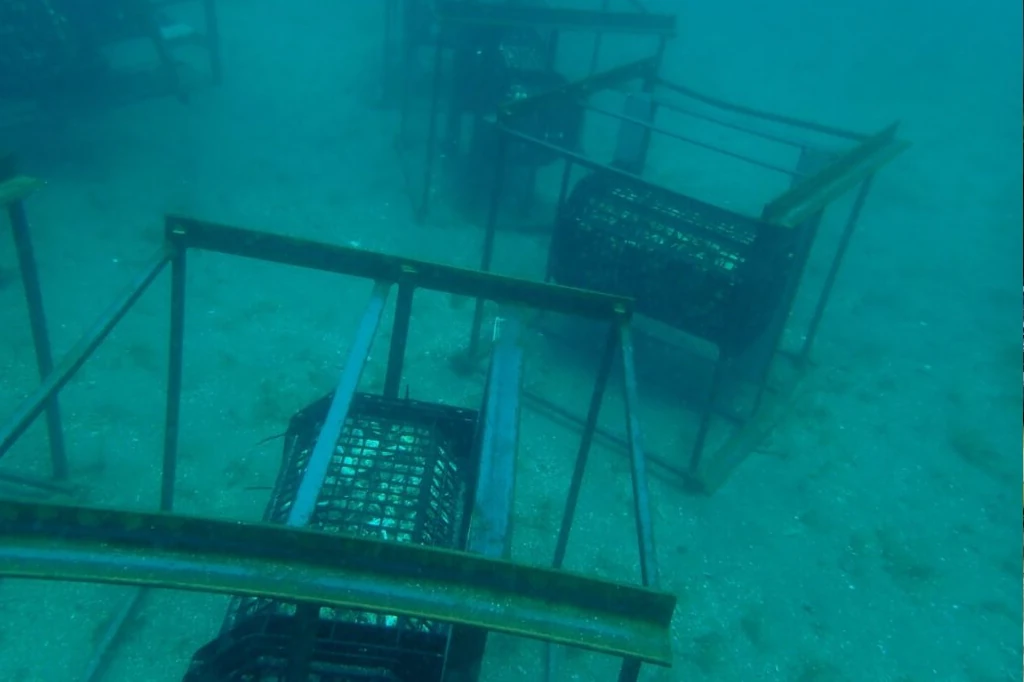 Shell Nurse: The Japanese Reef Revitalizing the Seas of Baja California Sur, by Daniel Madariaga