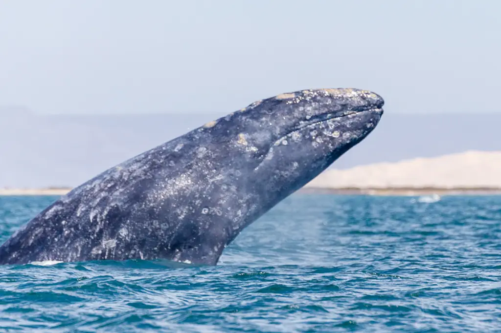 Whale watching in Baja California Sur by Daniel Madariaga