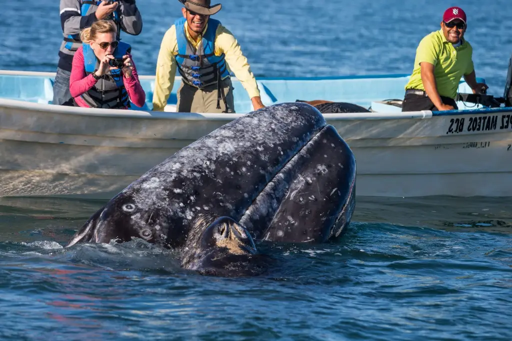Whale watching in Baja California Sur