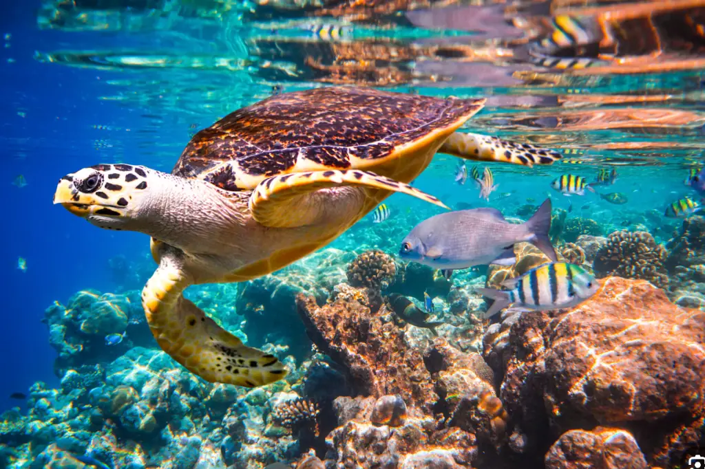 For Daniel Madariaga, Cabo Pulmo is a standout example of how coordinated efforts can lead to long-term ecological sustainability