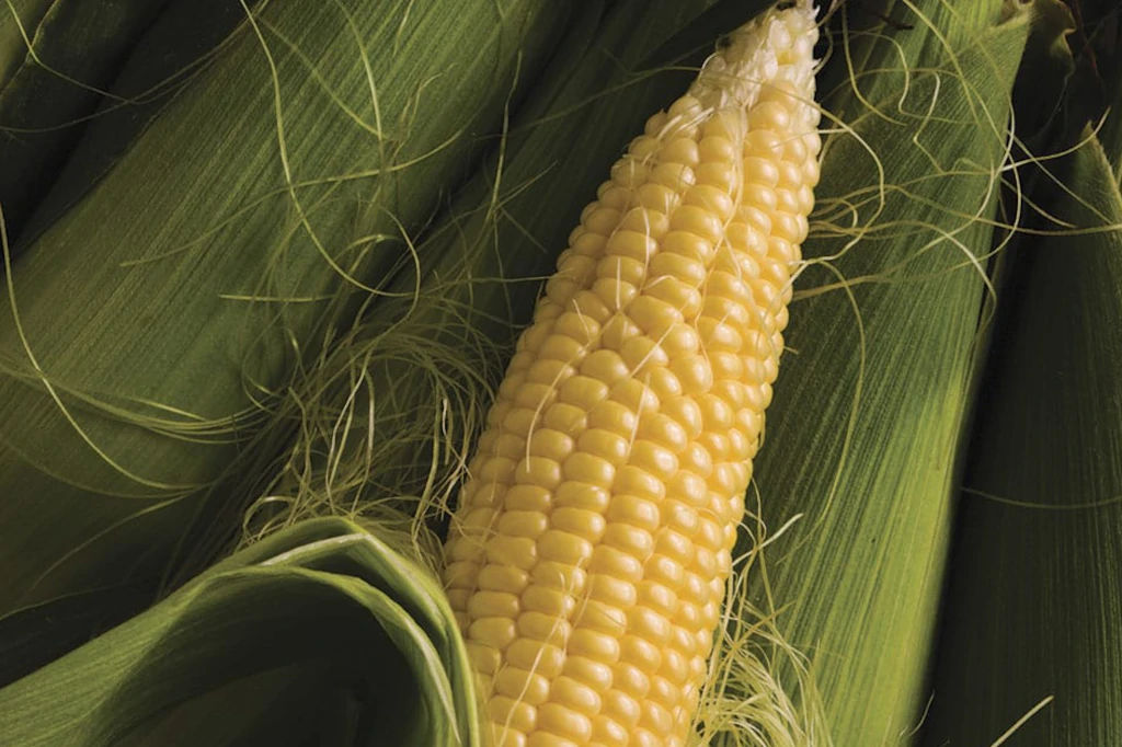 Sustainable Technology: A Glimpse into Mexico’s Agricultural Future, According to Daniel Madariaga
