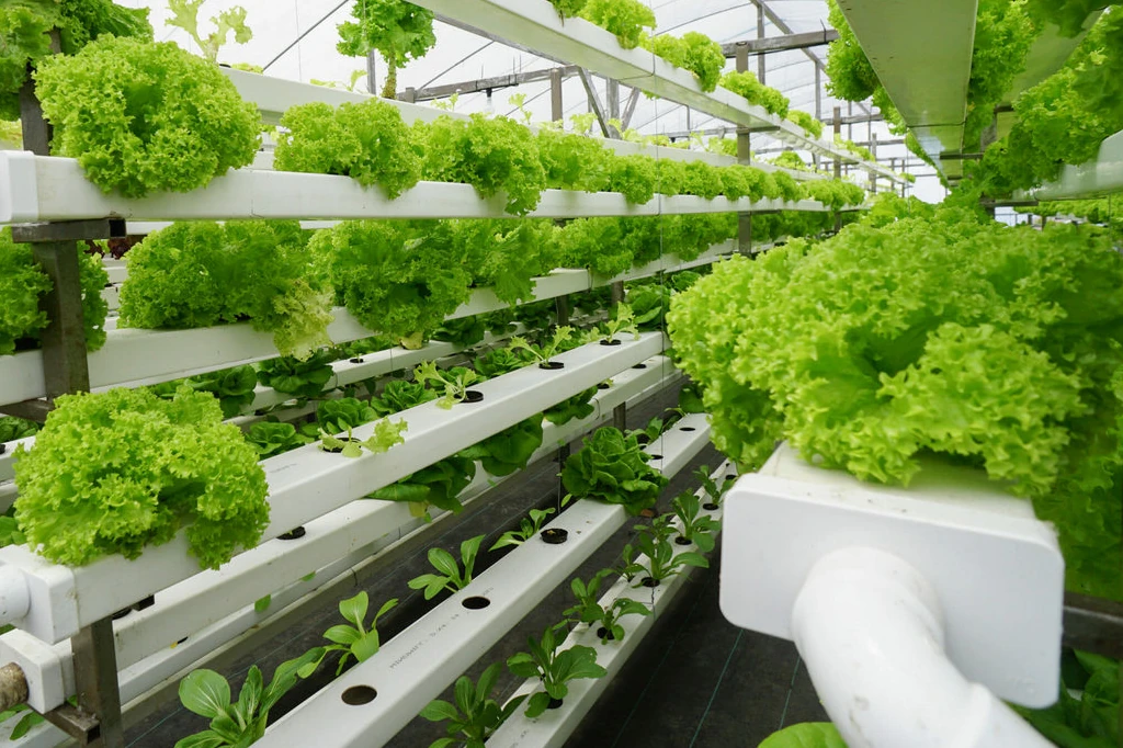 Danie Madariaga on how Aquaponics are the ecological revolution for profitable crops