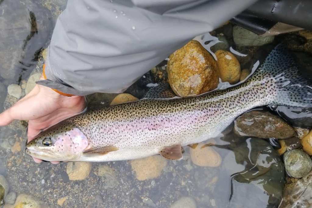Baja California pioneers steelhead trout farming: A step towards food sustainability, according to Daniel Madariaga