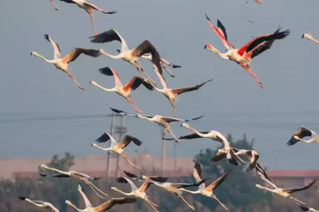 Daniel Madariaga on Climate Change Threatens Habitats: Is This the End for Migratory Species?