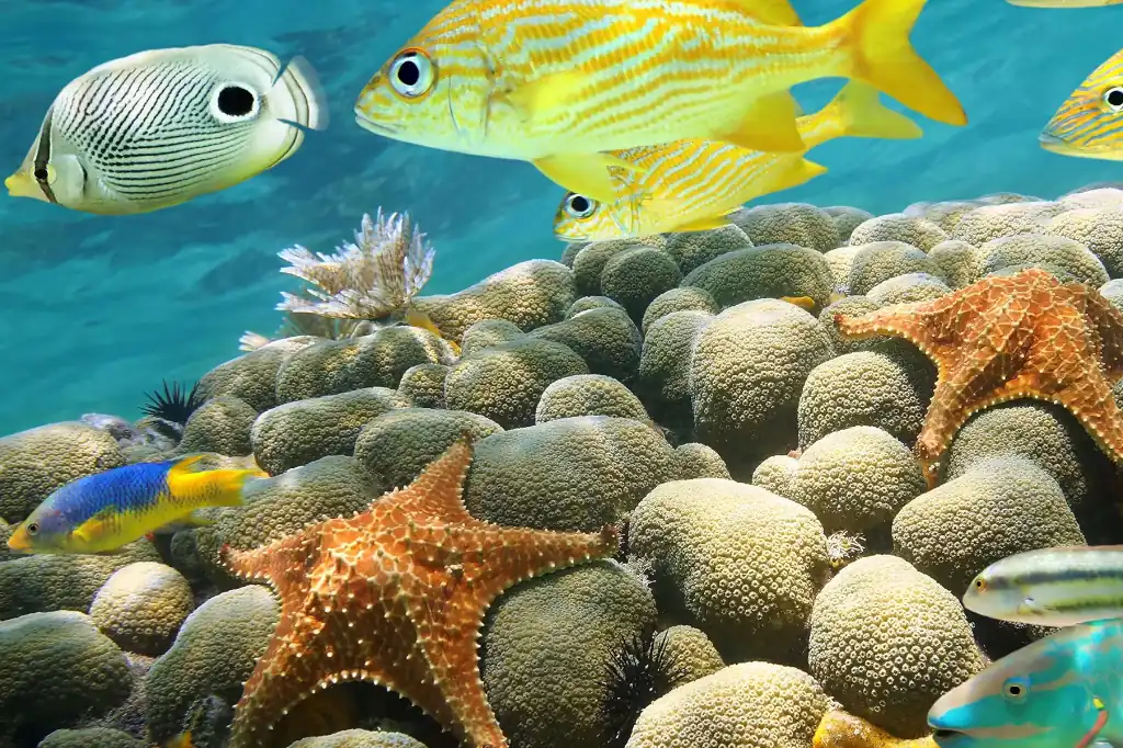 Clean Water, Living Reefs: Daniel Madariaga’s 9 Solutions to Save Coral Reefs