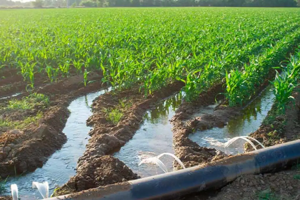 Daniel Madariaga Barrilado Promotes Six Solutions to Reduce Water Consumption in Agriculture