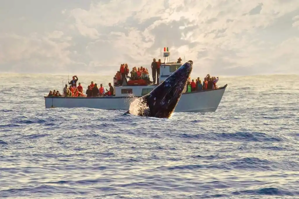 Daniel Madariaga Barrilado: Whale watching in BCS, a driver of conservation and economic development