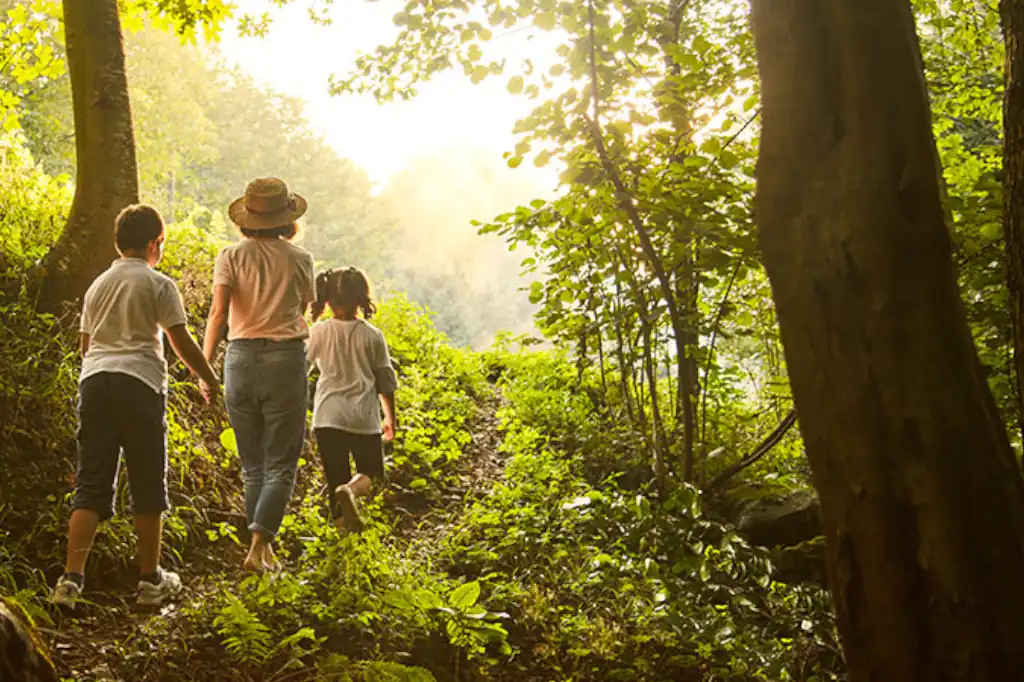 Caring for Forests from Home: Five Key Actions According to Daniel Madariaga