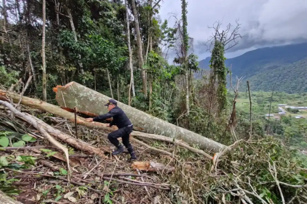 Daniel Madariaga Barrilado warns about the illegal logging crisis affecting the State of Mexico