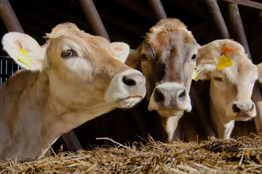 Daniel Madariaga Highlights Agri-Food Models to Reduce Emissions
