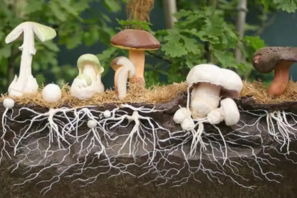 Daniel Madariaga Promotes Mycelium as the Sustainable Material of the Future