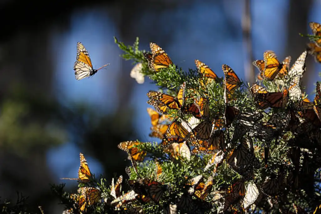 Daniel Madariaga Barrilado Warns About the Impact of Climate Change on the Monarch Butterfly